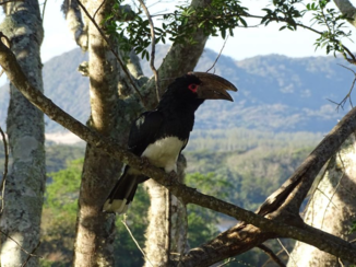 Zuid-Afrika - Natuur