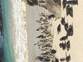 Zuid-Afrika - Boulders Beach
