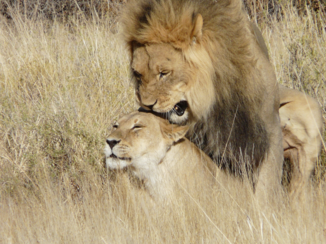 Noord-Kaap - Lion Love