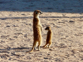 Noord-Kaap - Stokstaartjes /Meerkatten in de ochtend zon .