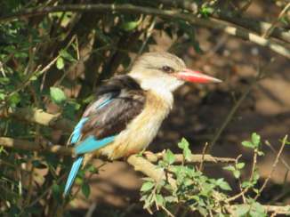 Rondreis van Johannesburg naar Kaapstad - Eis vogel