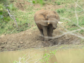 Rondreis van Johannesburg naar Kaapstad - Oliefant kwam zo op mij af
