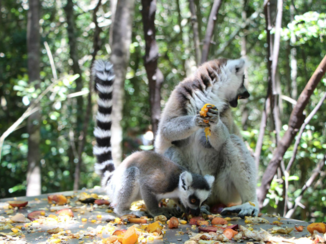 Rondreis Zuid-Afrika in drie weken - Liefde is