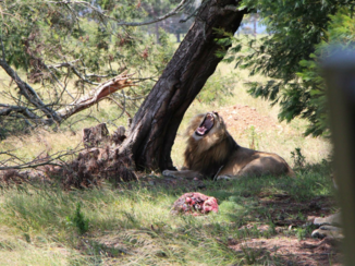 Rondreis Zuid-Afrika in drie weken - Lunch time