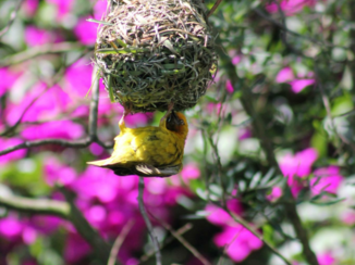 Rondreis Zuid-Afrika in drie weken - Natuur