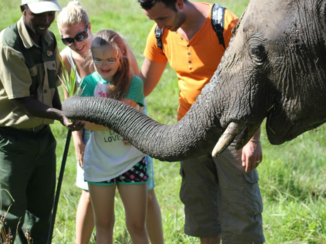 Rondreis Zuid-Afrika in drie weken - Olifanten wandelen in hun omgeving