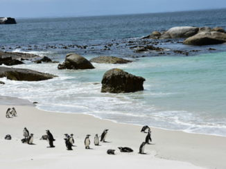 Zuid-Afrika - Boulder Beach
