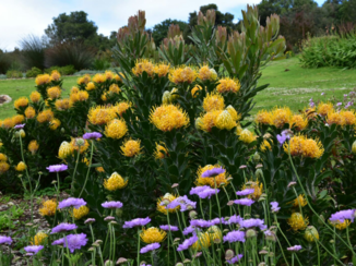 Zuid-Afrika - Kirstenbosch