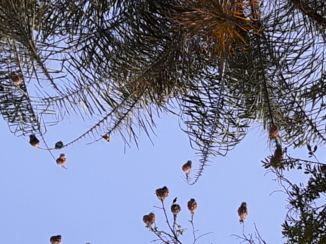Zuid-Afrika - vogel nesten in de bomen