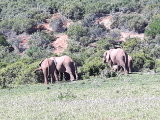 Zuid-Afrika - echt genieten