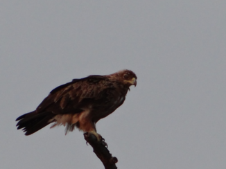 Zuid-Afrika - Roofvogel