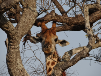 Zuid-Afrika - kiekeboe