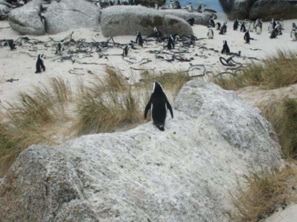 Zuid-Afrika - Boulders Beach