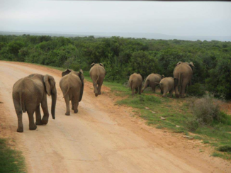 Zuid-Afrika - Addo National Elephant park