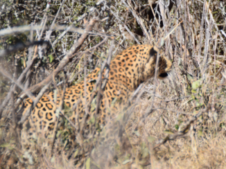 Krugerpark - Luipaard
