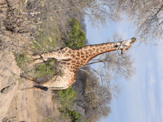 Krugerpark - Giraffe