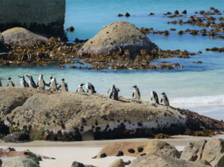 Zuid-Afrika - Boulders beach