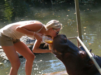 Zuid-Afrika - Jessica the hippo