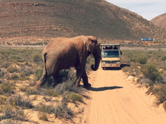 Kaapstad - Wild nature