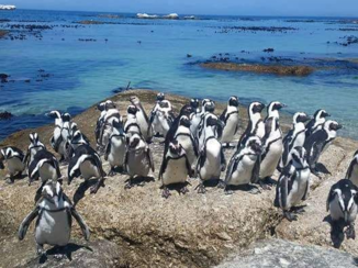 Zuid-Afrika - Happy feet