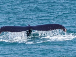 Zuid-Afrika - Walvis spotten
