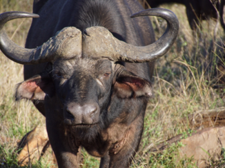 Zuid-Afrika - Buffel