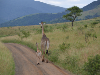 Zuid-Afrika - Safari