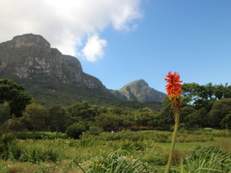 Zuid-Afrika - Kirstenbosch