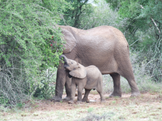 Addo Elephant National Park