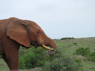 Addo Elephant National Park