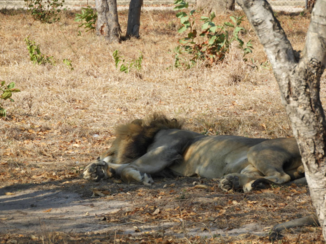 Zuid-Afrika - Slaapkop