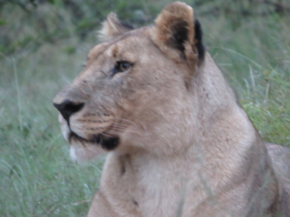 Pilanesberg National Park - lion