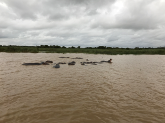 Rondreis van Johannesburg naar Kaapstad - Nijlpaarden