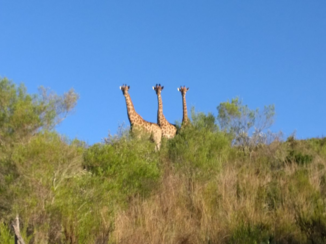 Zuid-Afrika - Gondwana game reserve