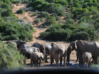 Addo Elephant National Park