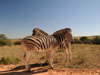 Addo Elephant National Park