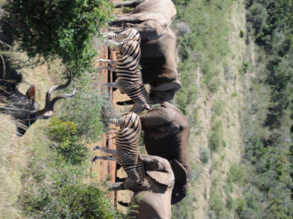 Addo Elephant National Park