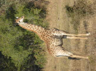 Rondreis van Johannesburg naar Kaapstad