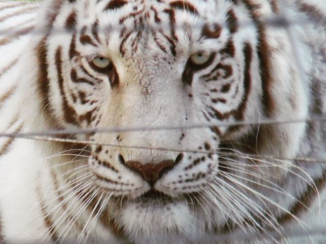 Zuid-Afrika - Witte tijger