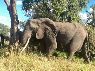 Rondreis van Johannesburg naar Kaapstad - Kruger park olifant