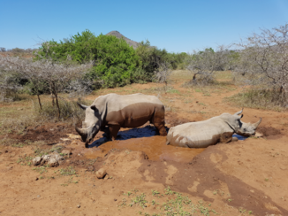 Zuid-Afrika - Hluluwe