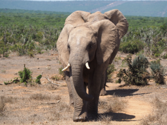 Zuid-Afrika - Addo elephant park