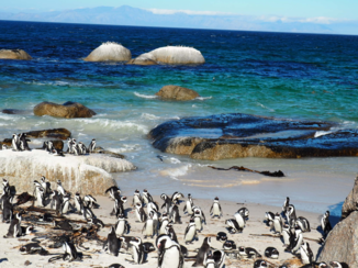 Zuid-Afrika - Boulder's beach