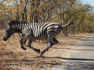 Zuid-Afrika - Rennende zebra