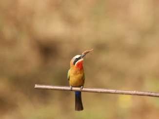 Zuid-Afrika - Bijeneter
