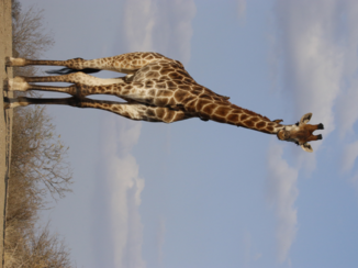 Zuid-Afrika - Langnek