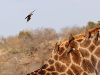 Zuid-Afrika - Vogeltjes