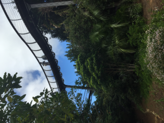 Zuid-Afrika - Kirschtenbosch