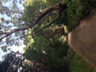 Zuid-Afrika - Kirschtenbosch