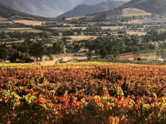 Zuid-Afrika - Franschhoek